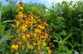 /album/fotogalerij/heemtuin07-05-14-121-jpg/